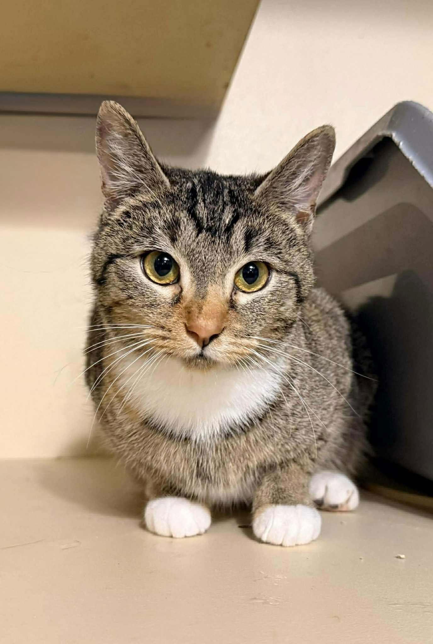 Enlarge DOVEY, a Adopted mixed breed in Capshaw, AL image 1/3