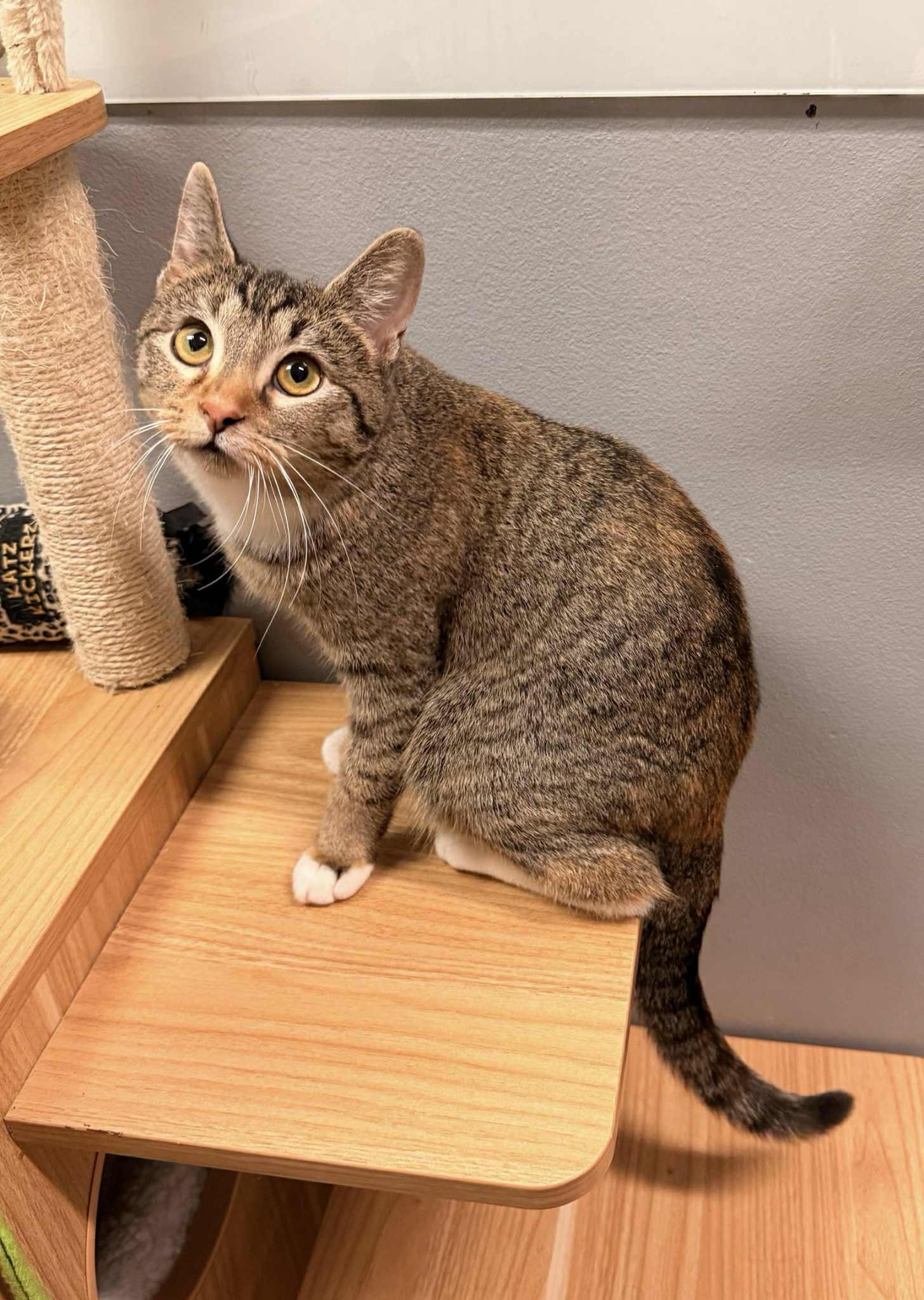 Enlarge DOVEY, a Adopted mixed breed in Capshaw, AL image 2/3