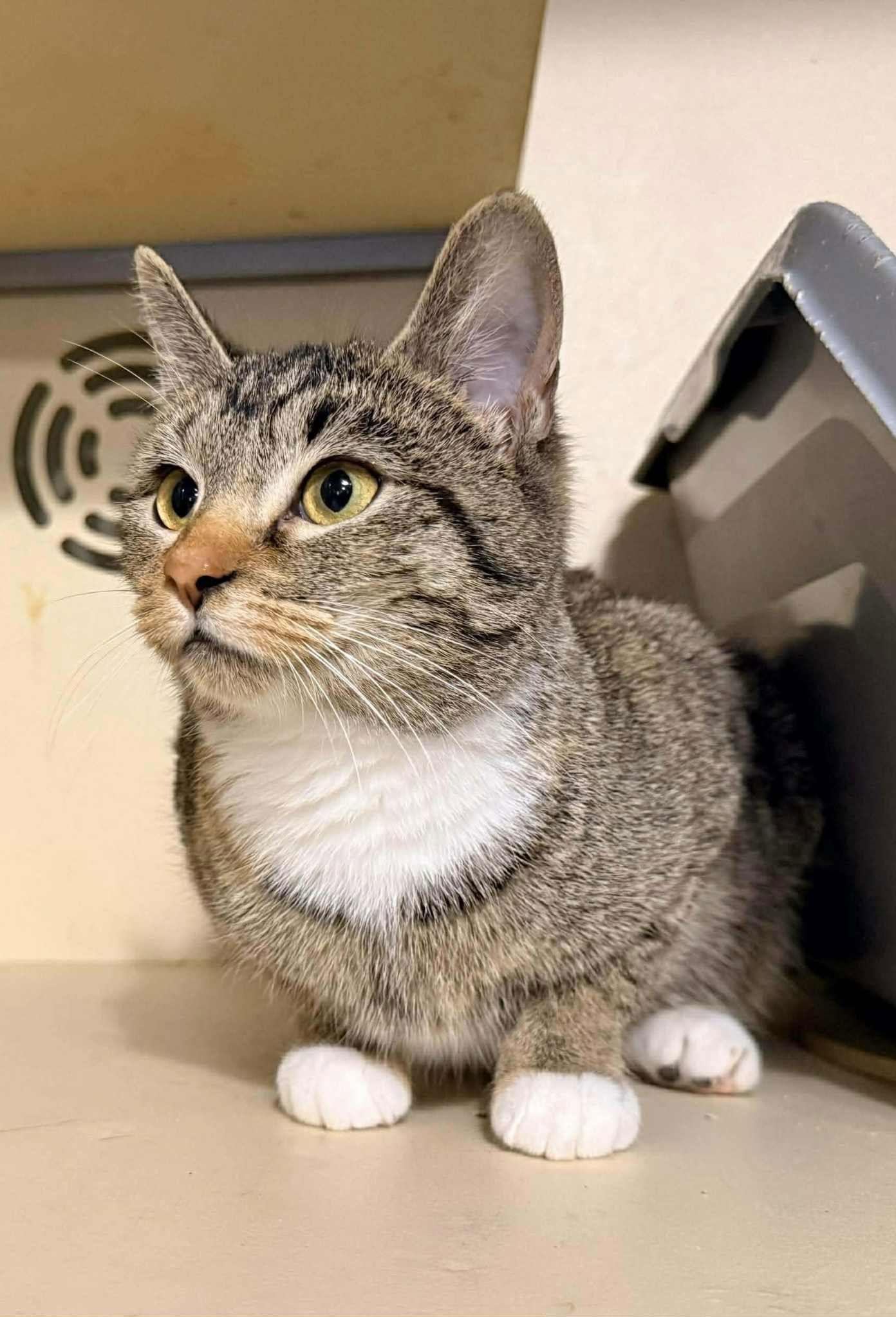 Enlarge DOVEY, a Adopted mixed breed in Capshaw, AL image 3/3