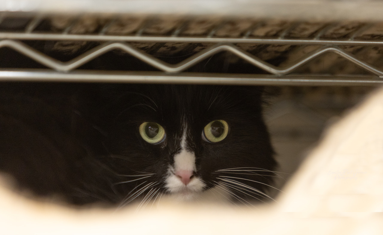 Julia, a Adoptable Domestic Long Hair in Columbus, OH image 2/5