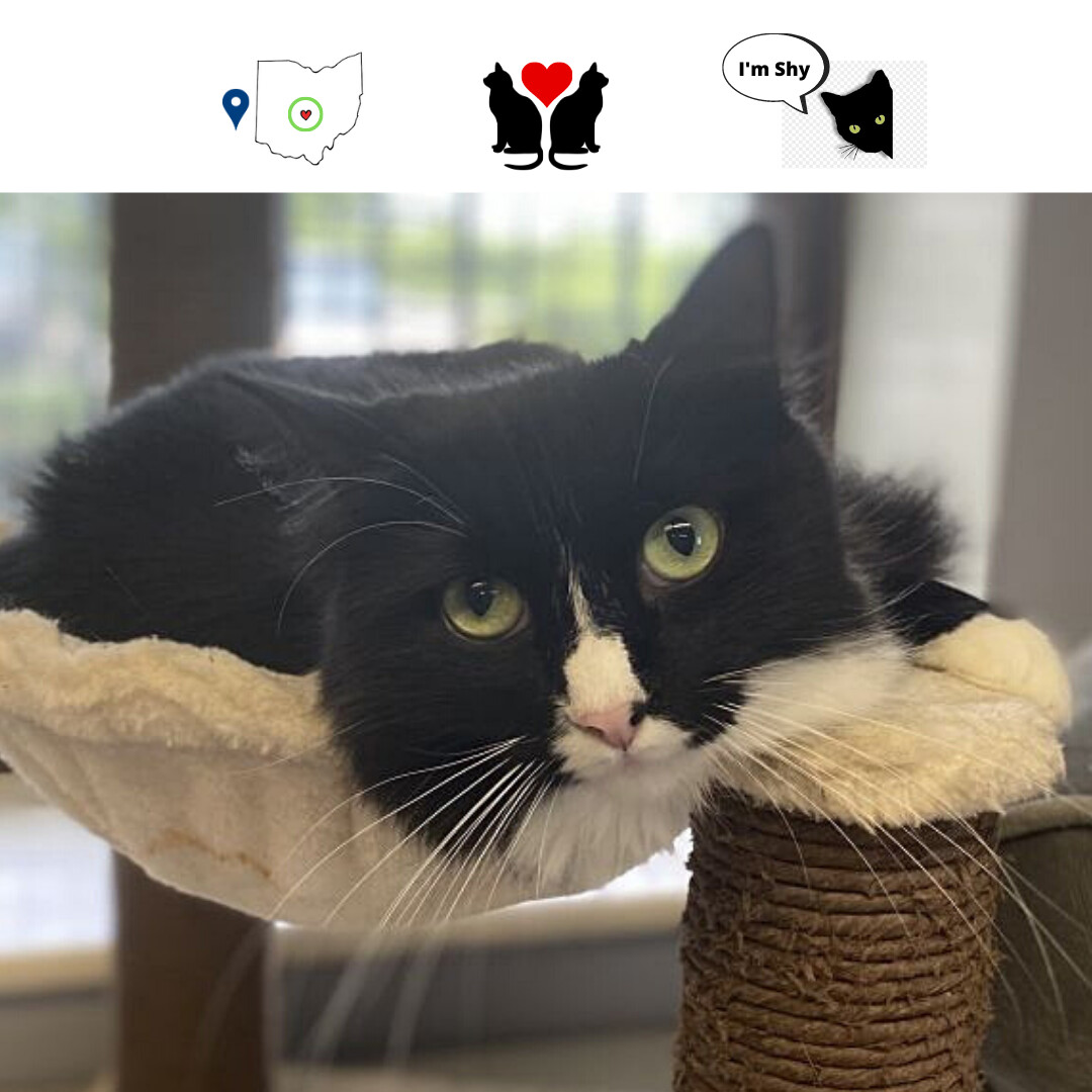 Julia, a Adoptable Domestic Long Hair in Columbus, OH image 3/5