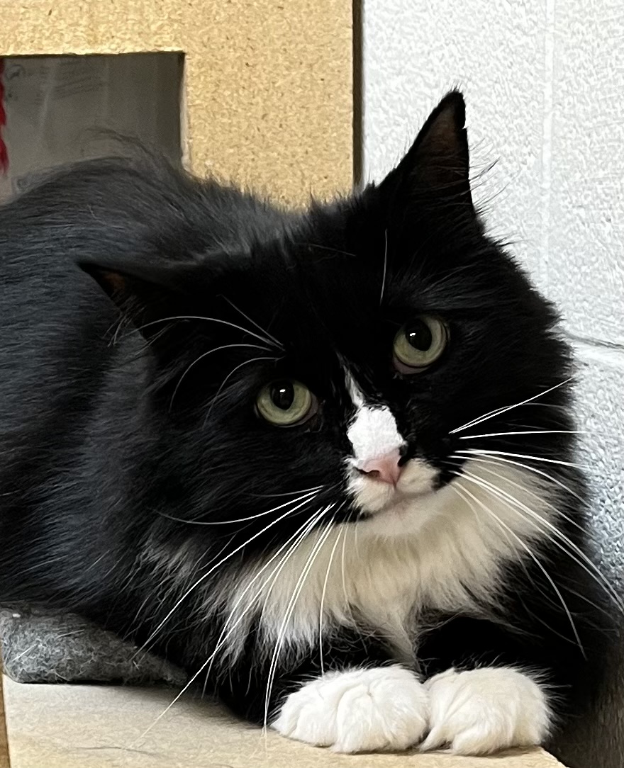 Julia, Adoptable, Adult Female Domestic Long Hair.