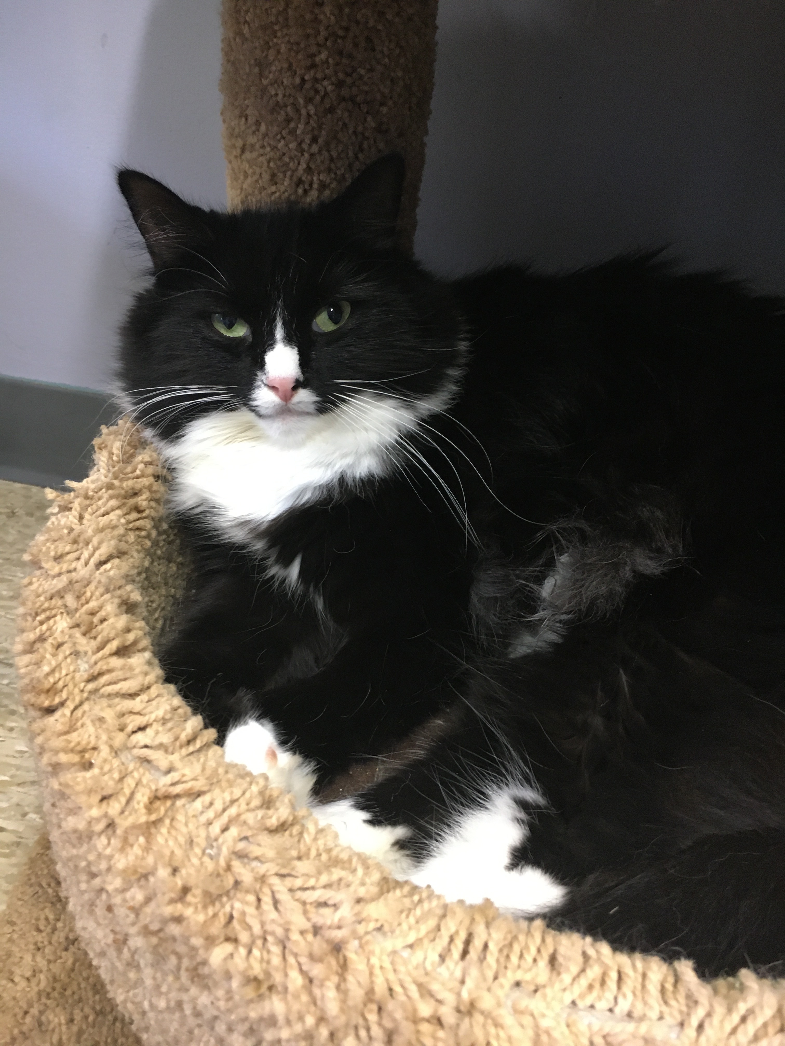 Julia, a Adoptable Domestic Long Hair in Columbus, OH image 4/5