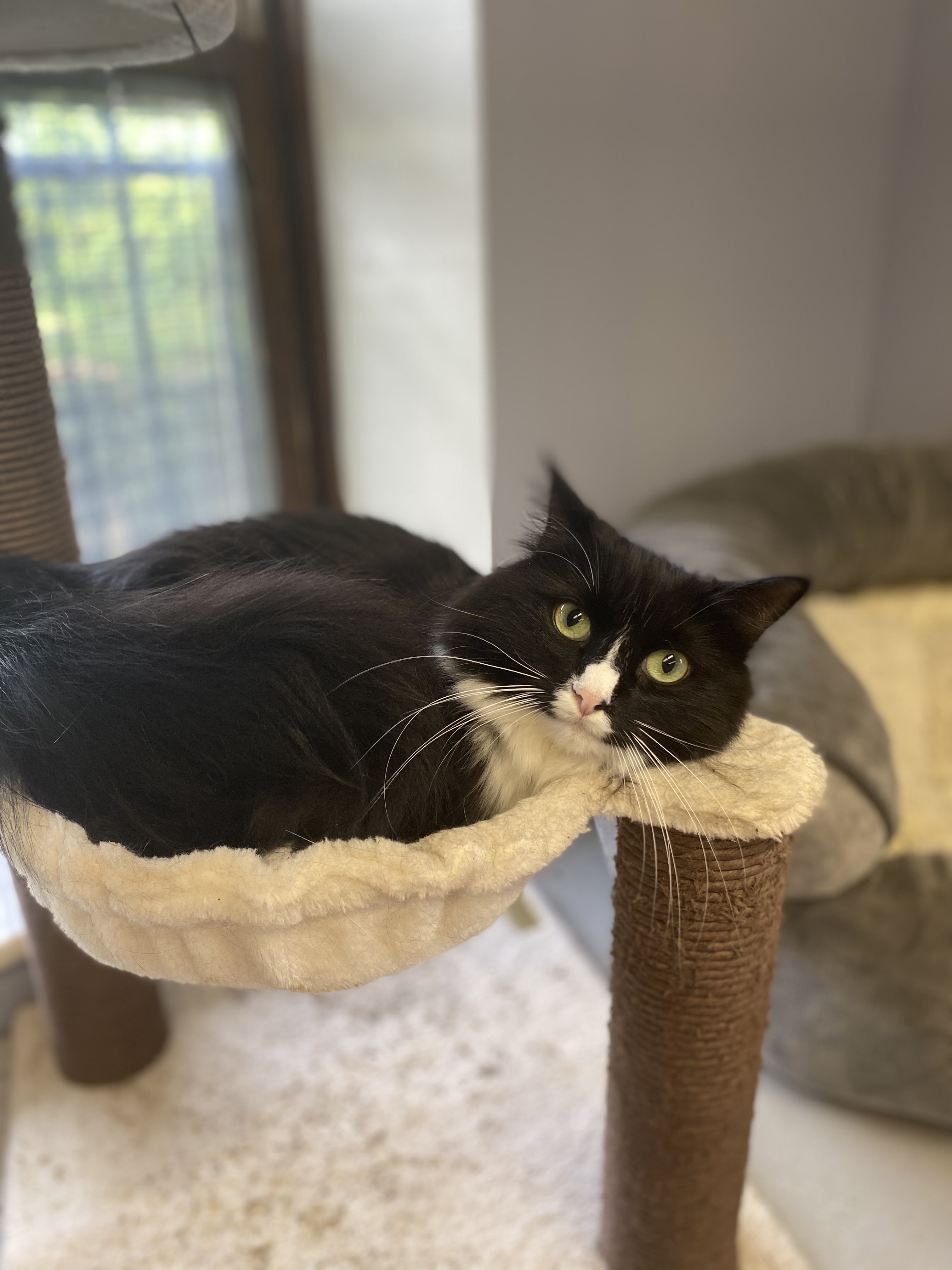 Julia, a Adoptable Domestic Long Hair in Columbus, OH image 5/5