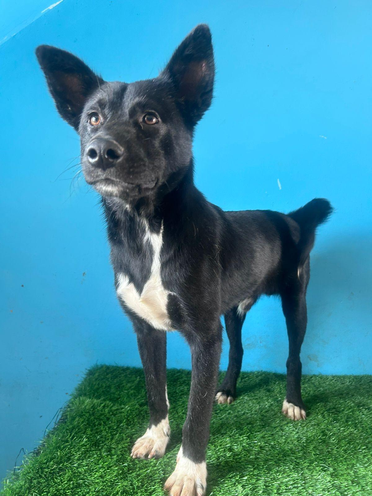 Enlarge Gallina, a Adoptable mixed breed in Tijuana, BCN image 5/6