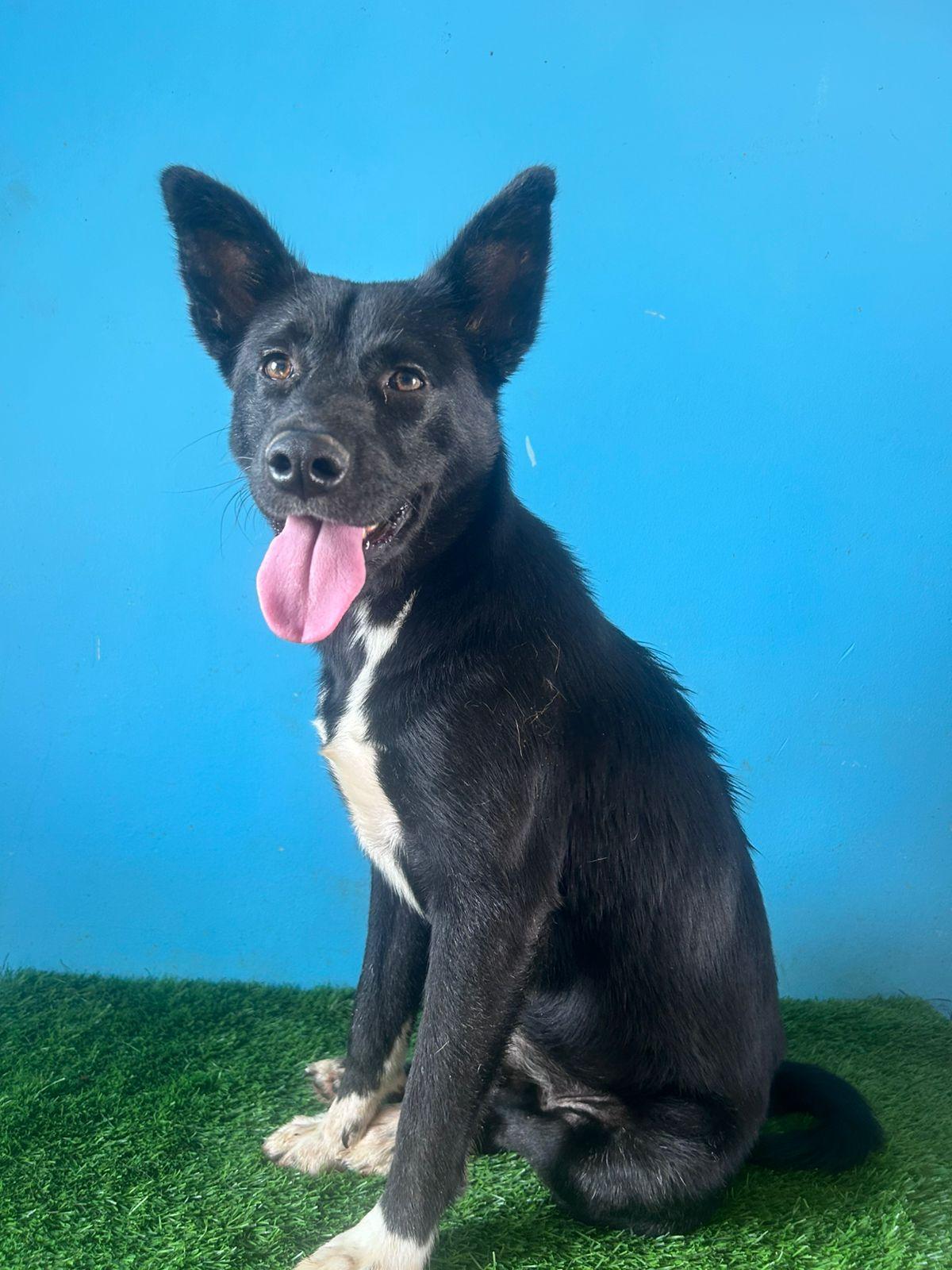 Enlarge Gallina, a Adoptable mixed breed in Tijuana, BCN image 3/6