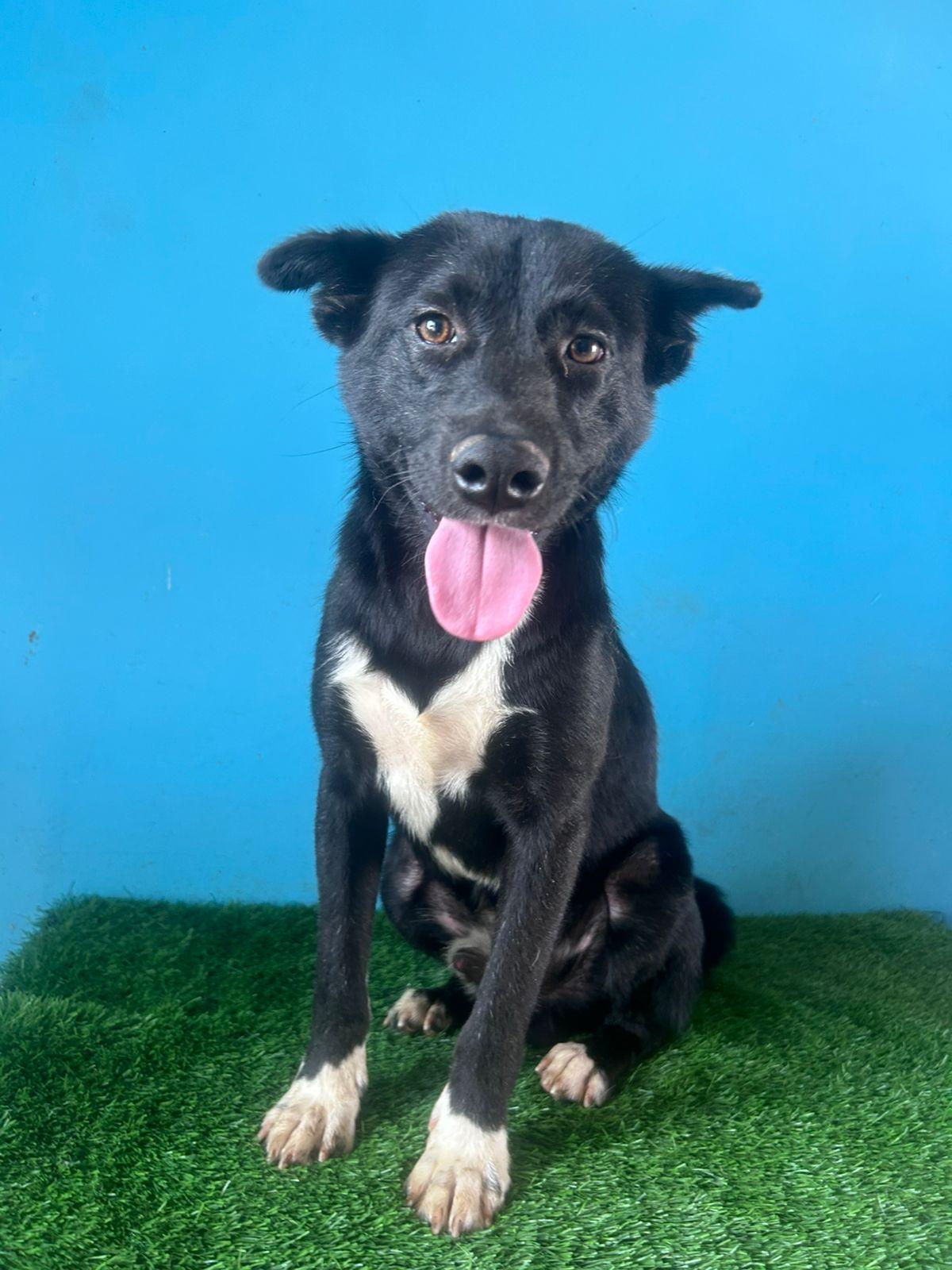 Enlarge Gallina, a Adoptable mixed breed in Tijuana, BCN image 4/6