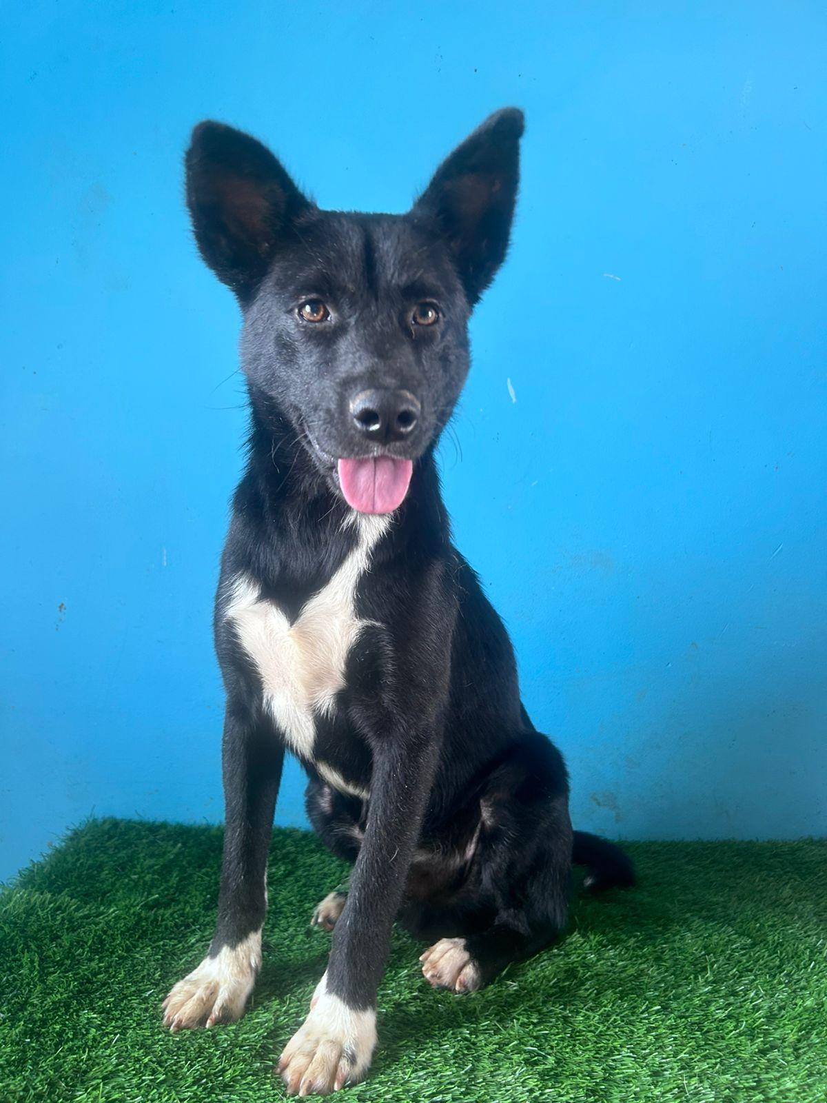 Enlarge Gallina, a Adoptable mixed breed in Tijuana, BCN image 6/6