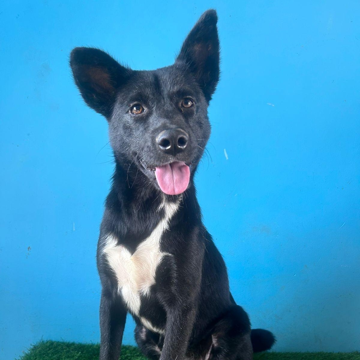 Enlarge Gallina, a Adoptable mixed breed in Tijuana, BCN image 1/6