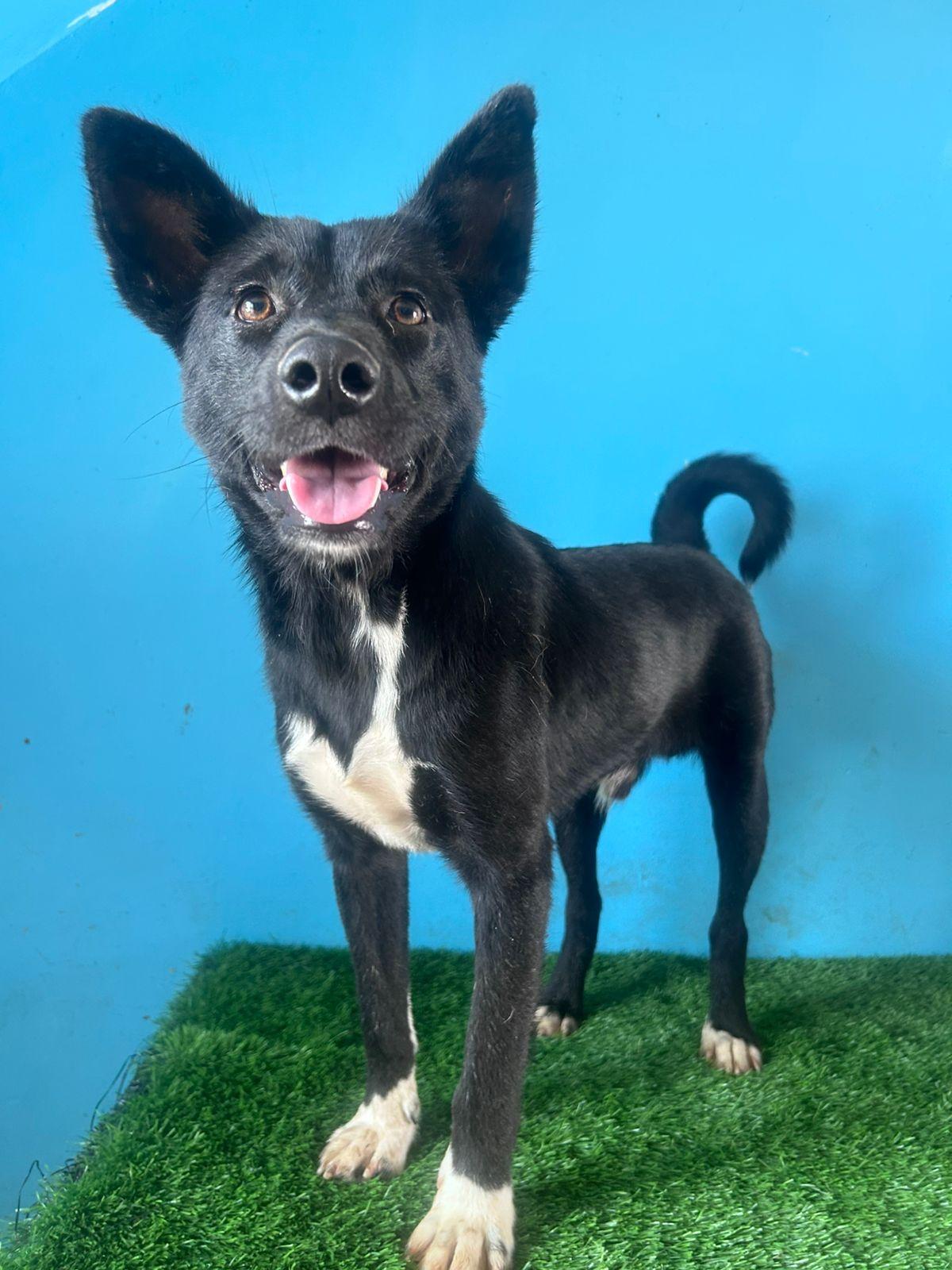 Enlarge Gallina, a Adoptable mixed breed in Tijuana, BCN image 2/6