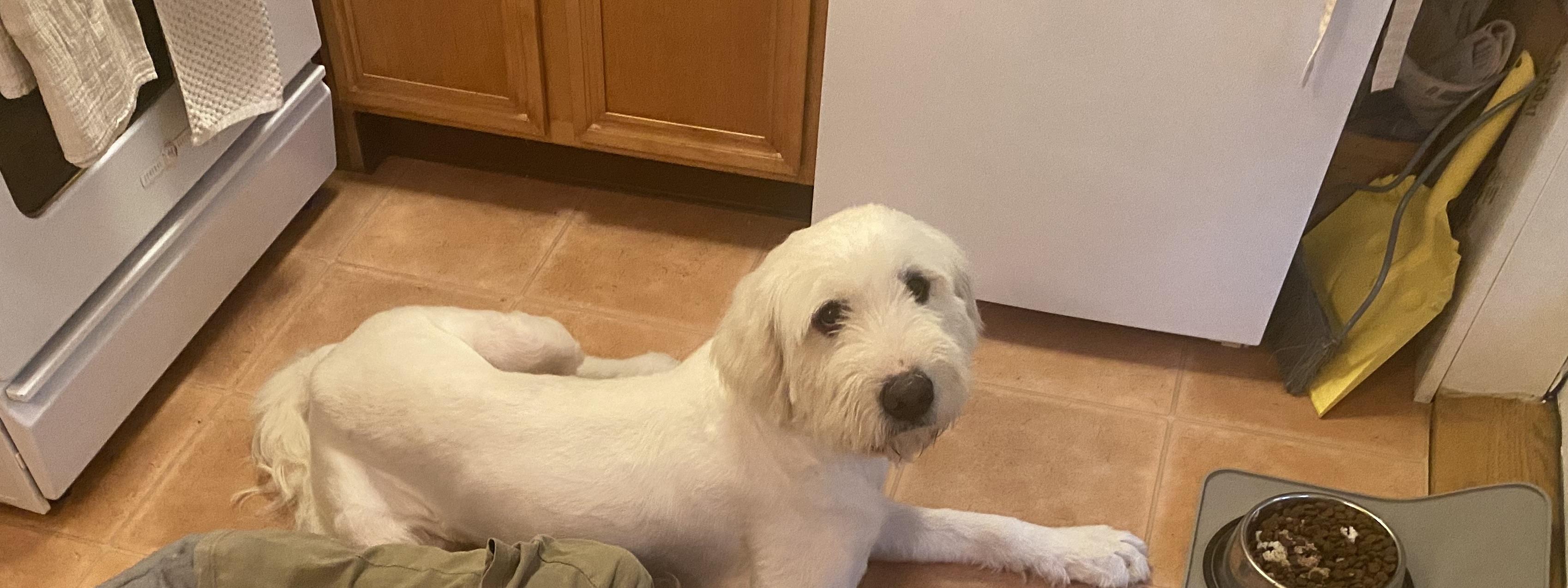 Angel, an adoptable Sheepadoodle, Komondor in Stormville, NY, 12582 | Photo Image 2