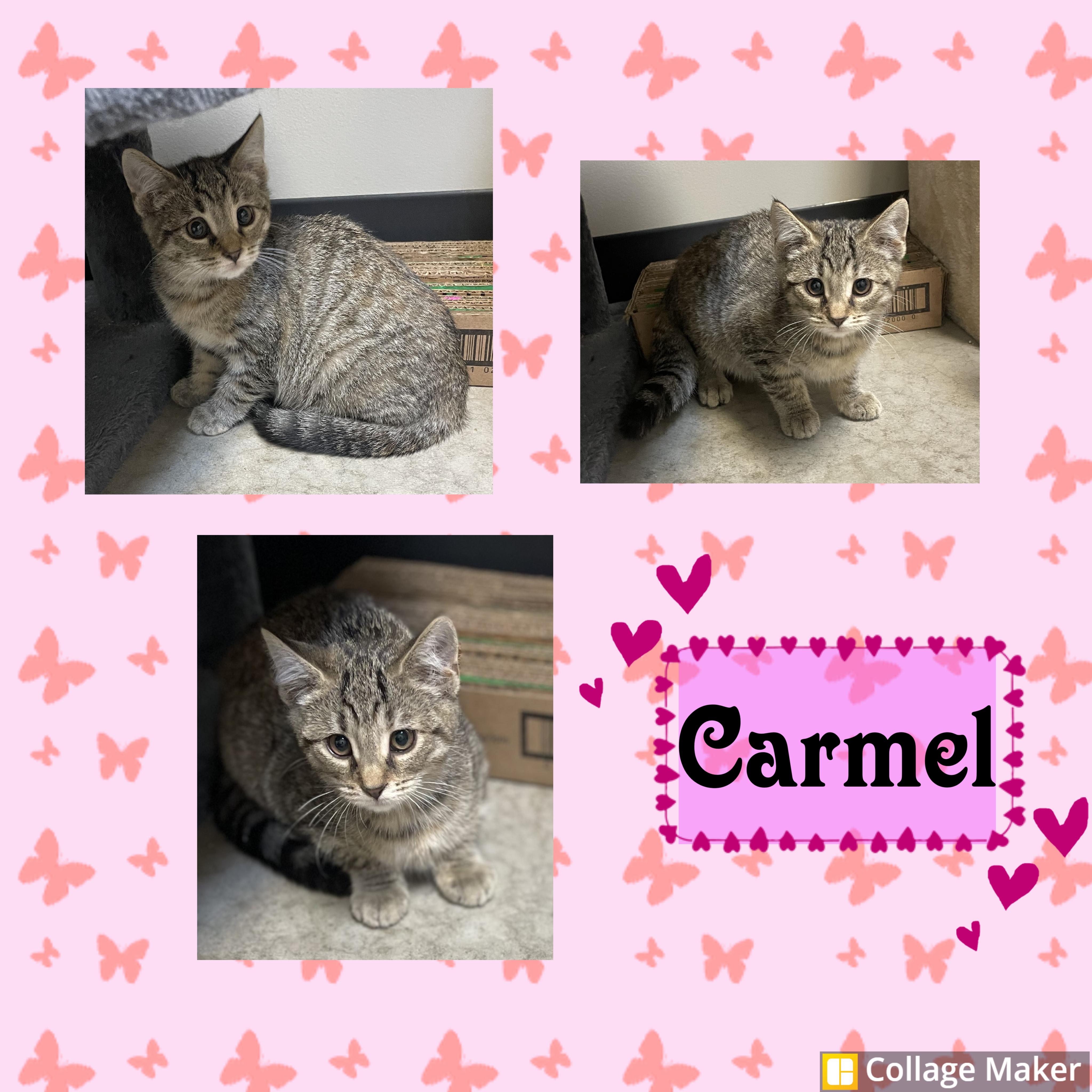 Enlarge Carmel, a ADOPTABLE Domestic Short Hair in Clearfield, PA image 1/1