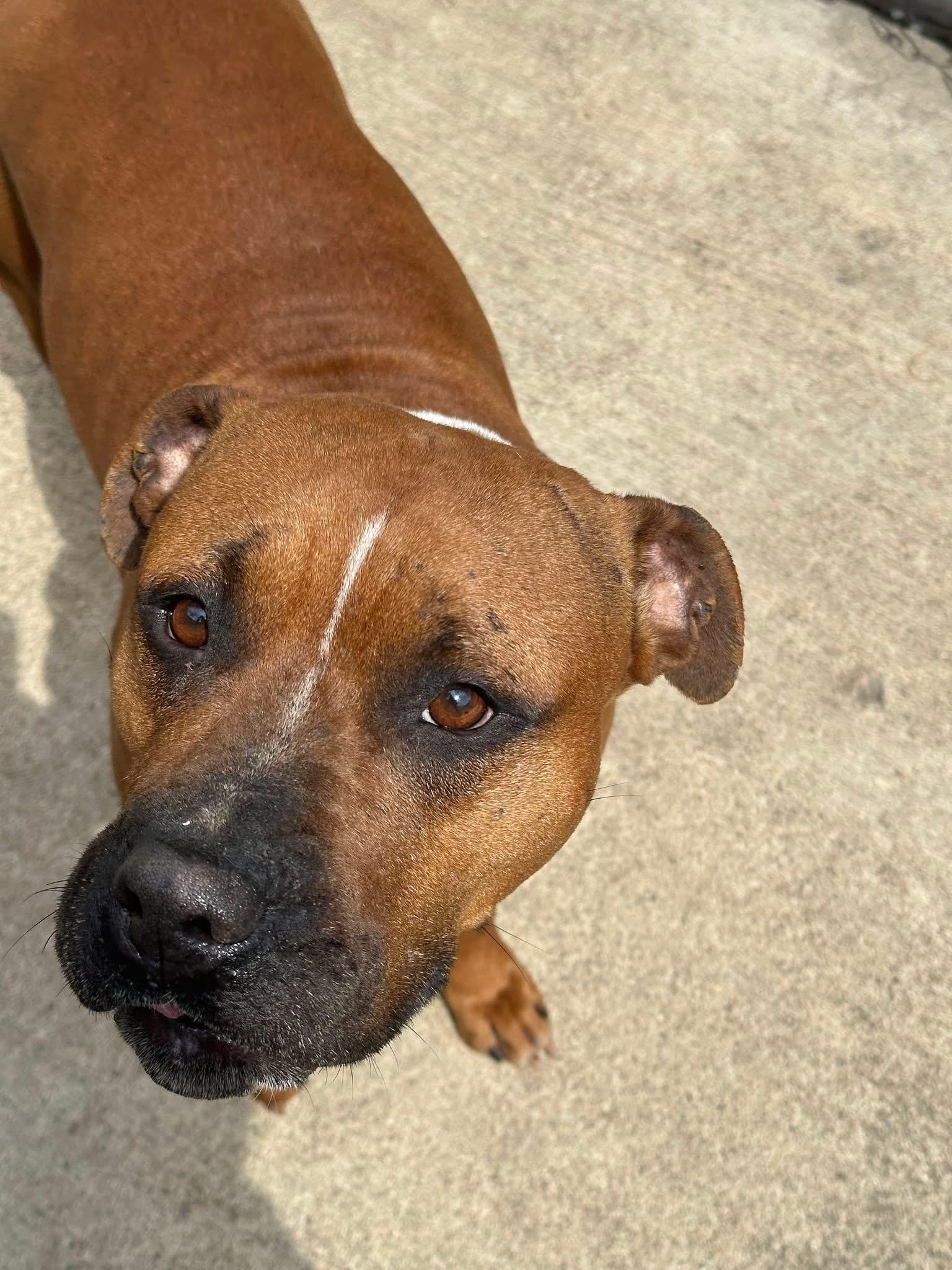 Enlarge Grandella, a ADOPTABLE Pit Bull Terrier in Chicago, IL image 3/3