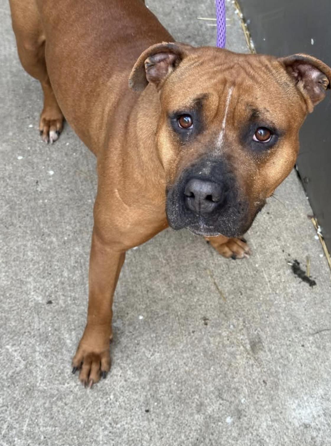 Grandella, ADOPTABLE, Adult Female Pit Bull Terrier.