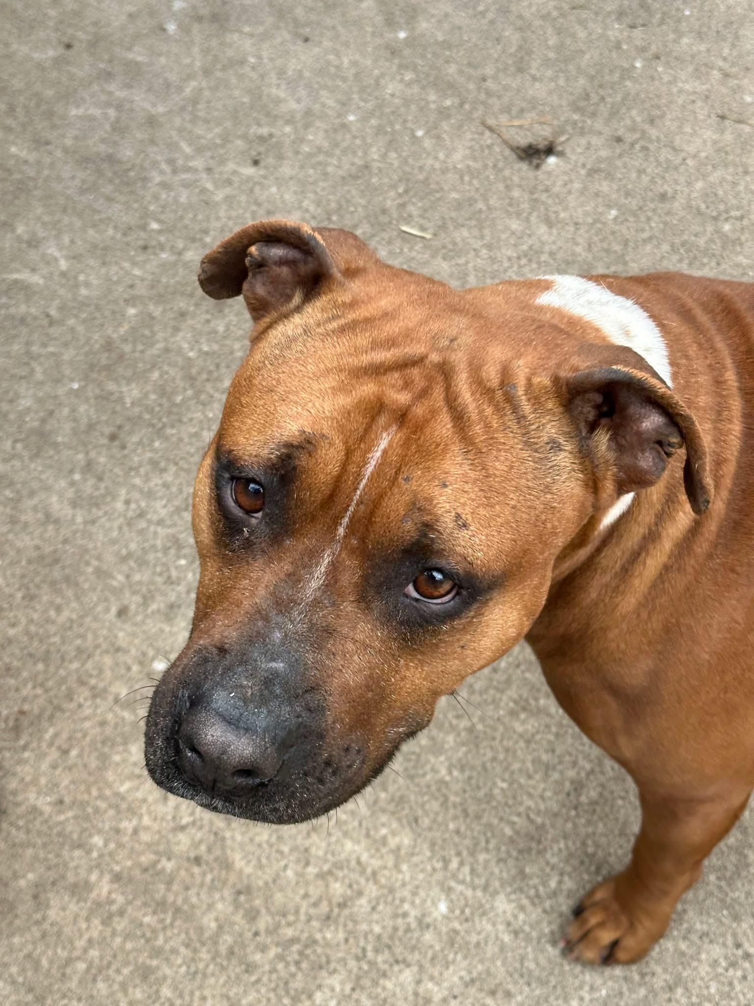 Enlarge Grandella, a ADOPTABLE Pit Bull Terrier in Chicago, IL image 2/3