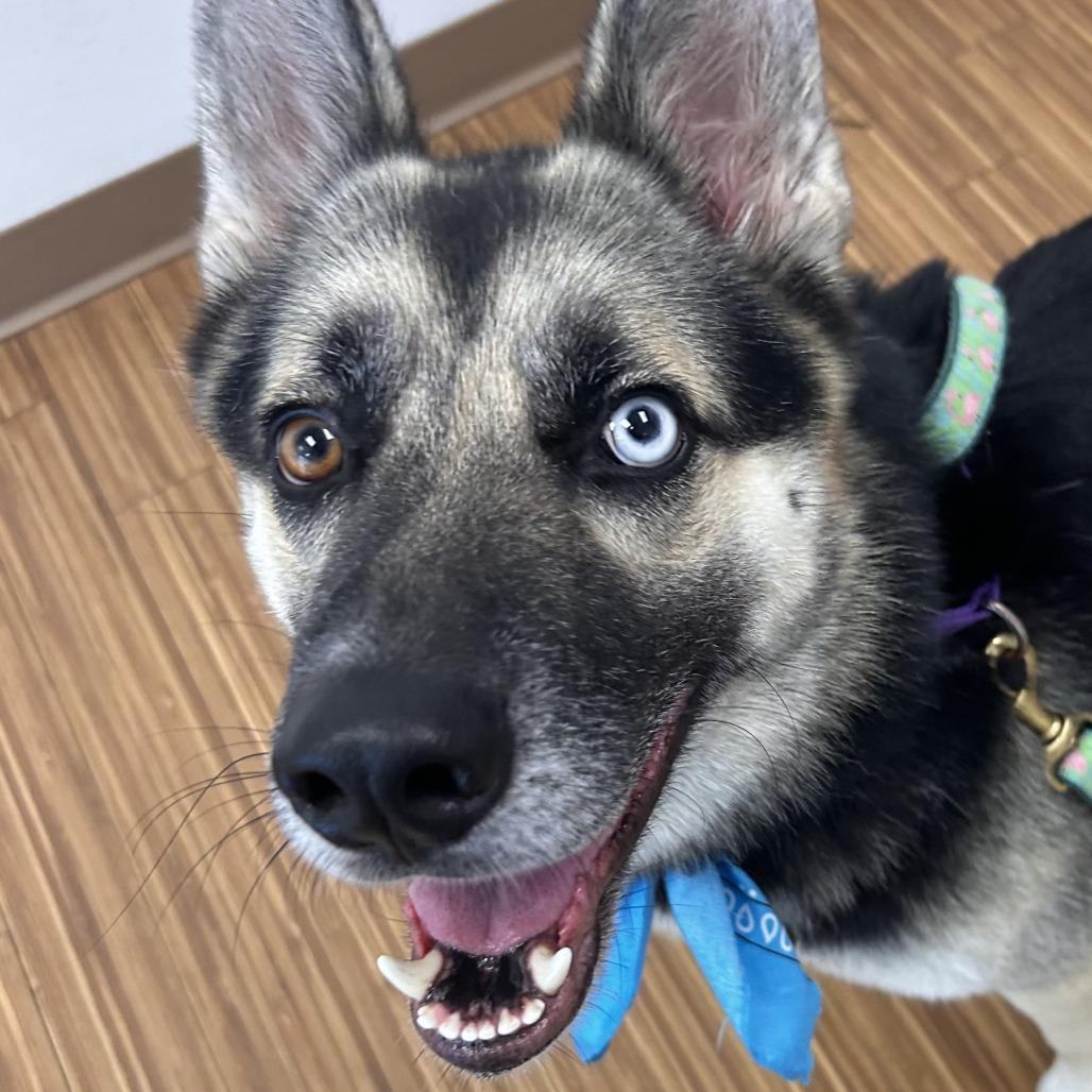 Duke, Adoptable, Adult Male Mixed Breed.