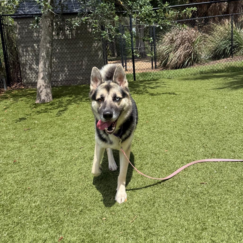Duke, a Adoptable Mixed Breed in Sarasota, FL image 2/6