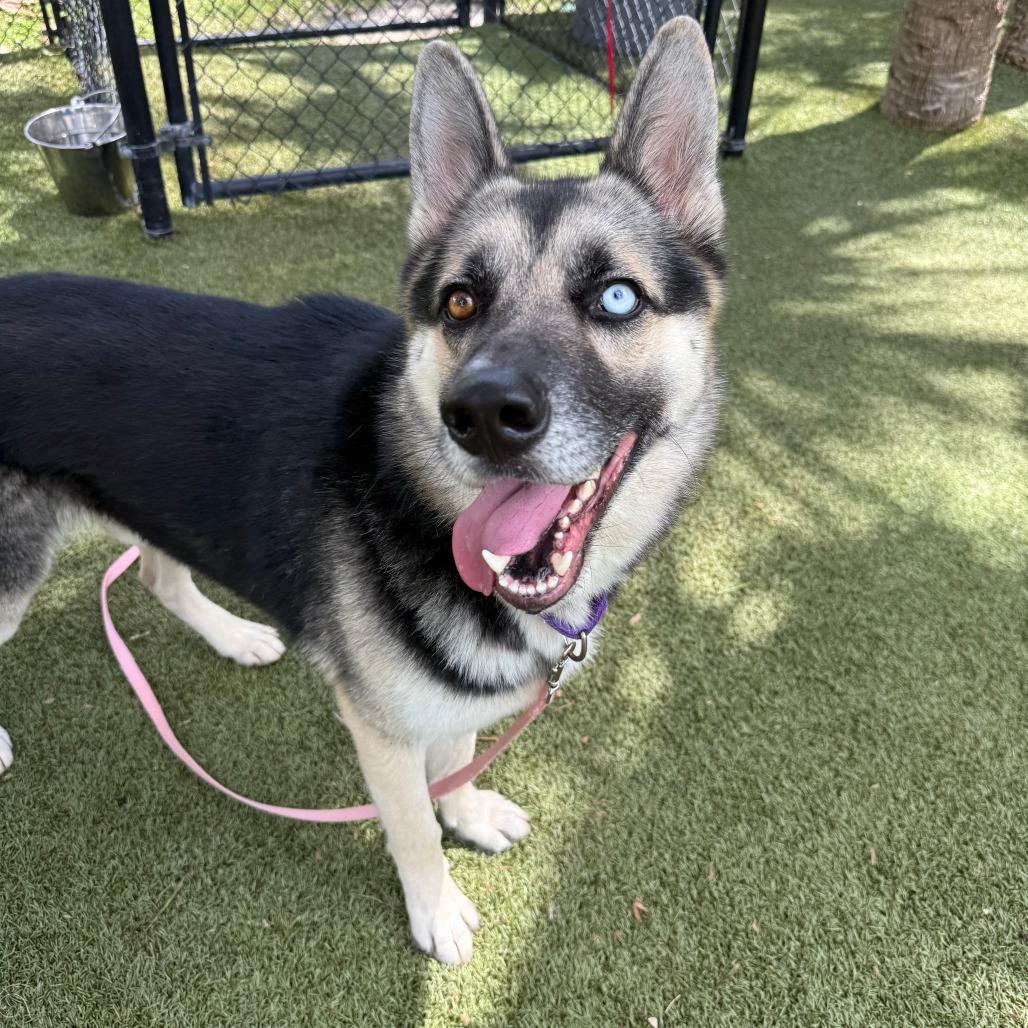 Duke, a Adoptable Mixed Breed in Sarasota, FL image 3/6