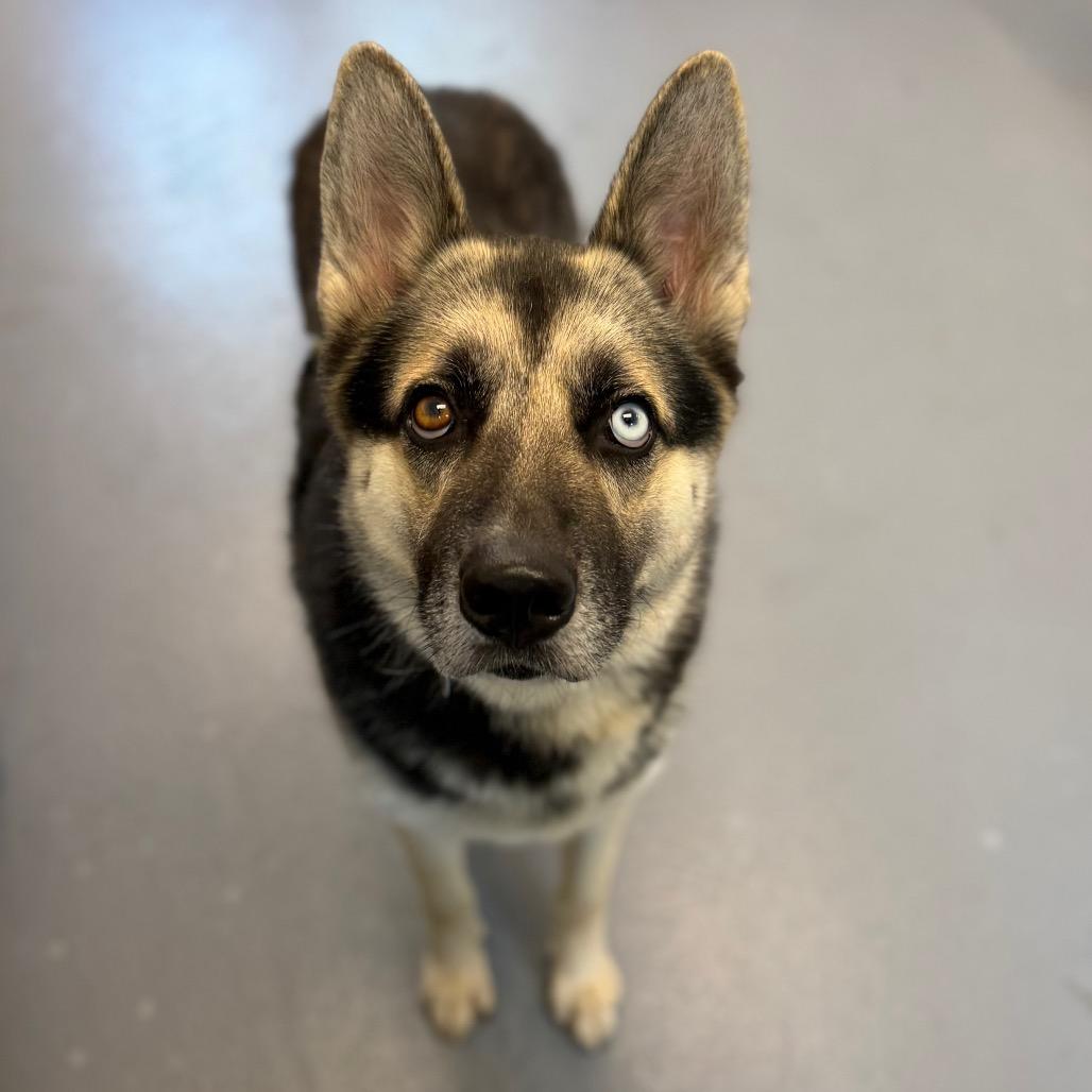 Duke, a Adoptable Mixed Breed in Sarasota, FL image 4/6