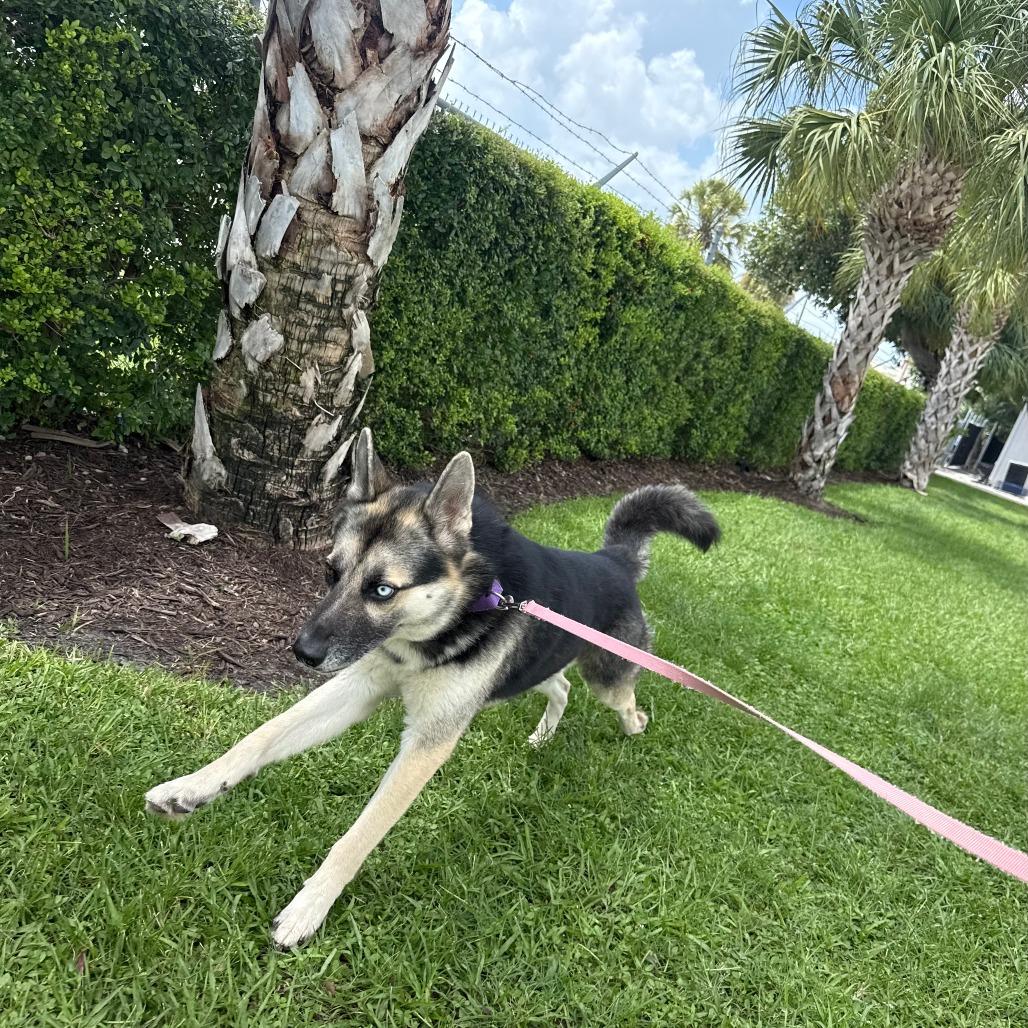 Duke, a Adoptable Mixed Breed in Sarasota, FL image 5/6
