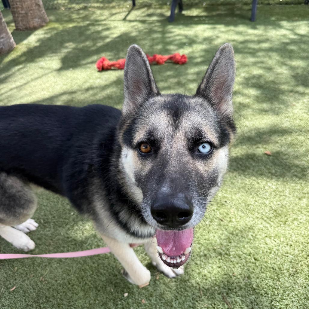 Duke, a Adoptable Mixed Breed in Sarasota, FL image 6/6