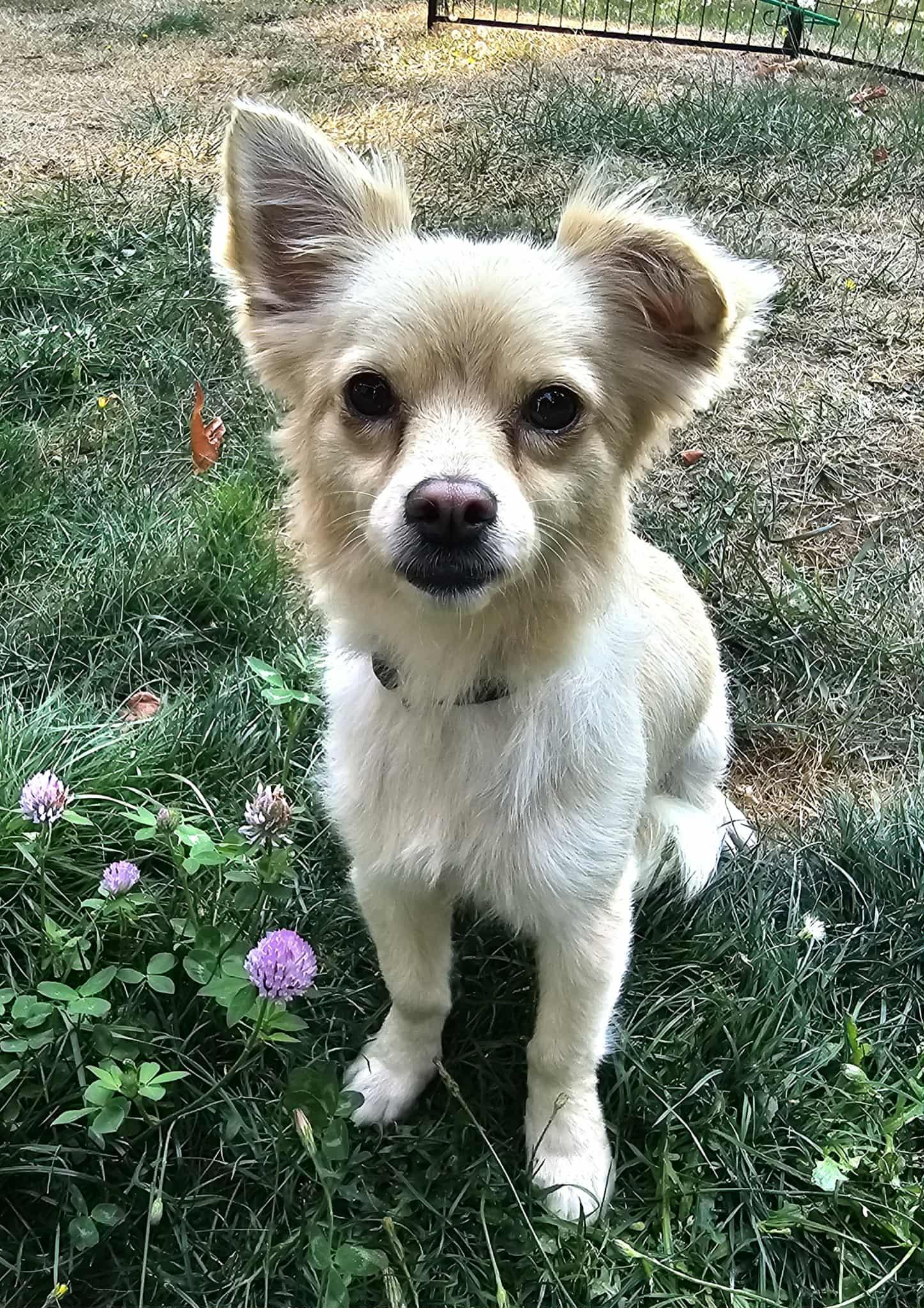 Enlarge Oso, a Adopted mixed breed in Seattle, WA image 4/6