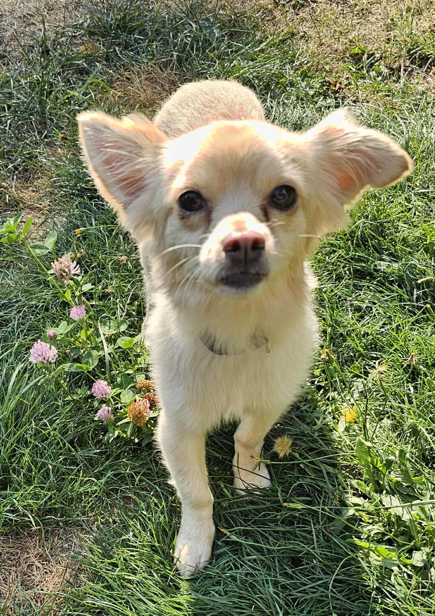 Enlarge Oso, a Adopted mixed breed in Seattle, WA image 1/6