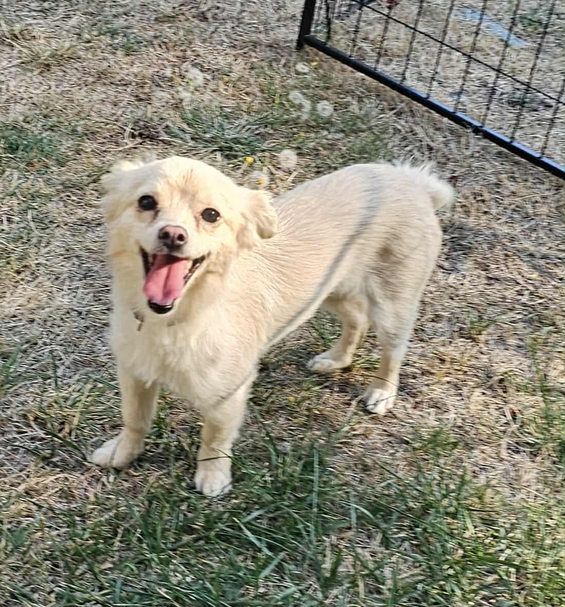 Enlarge Oso, a Adopted mixed breed in Seattle, WA image 5/6