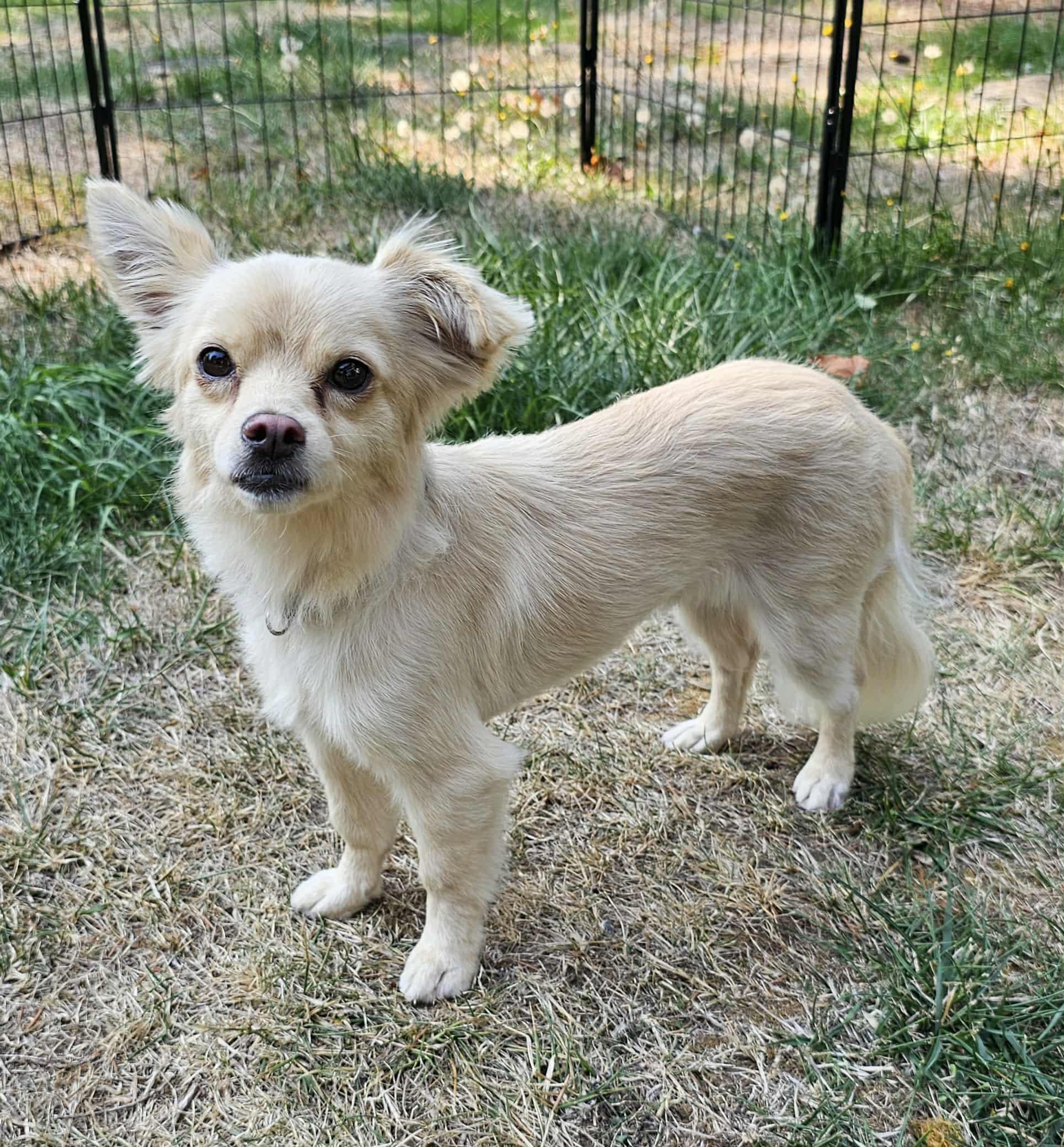 Enlarge Oso, a Adopted mixed breed in Seattle, WA image 3/6