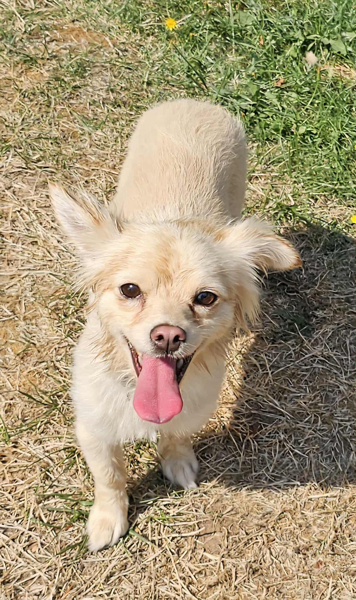 Enlarge Oso, a Adopted mixed breed in Seattle, WA image 2/6