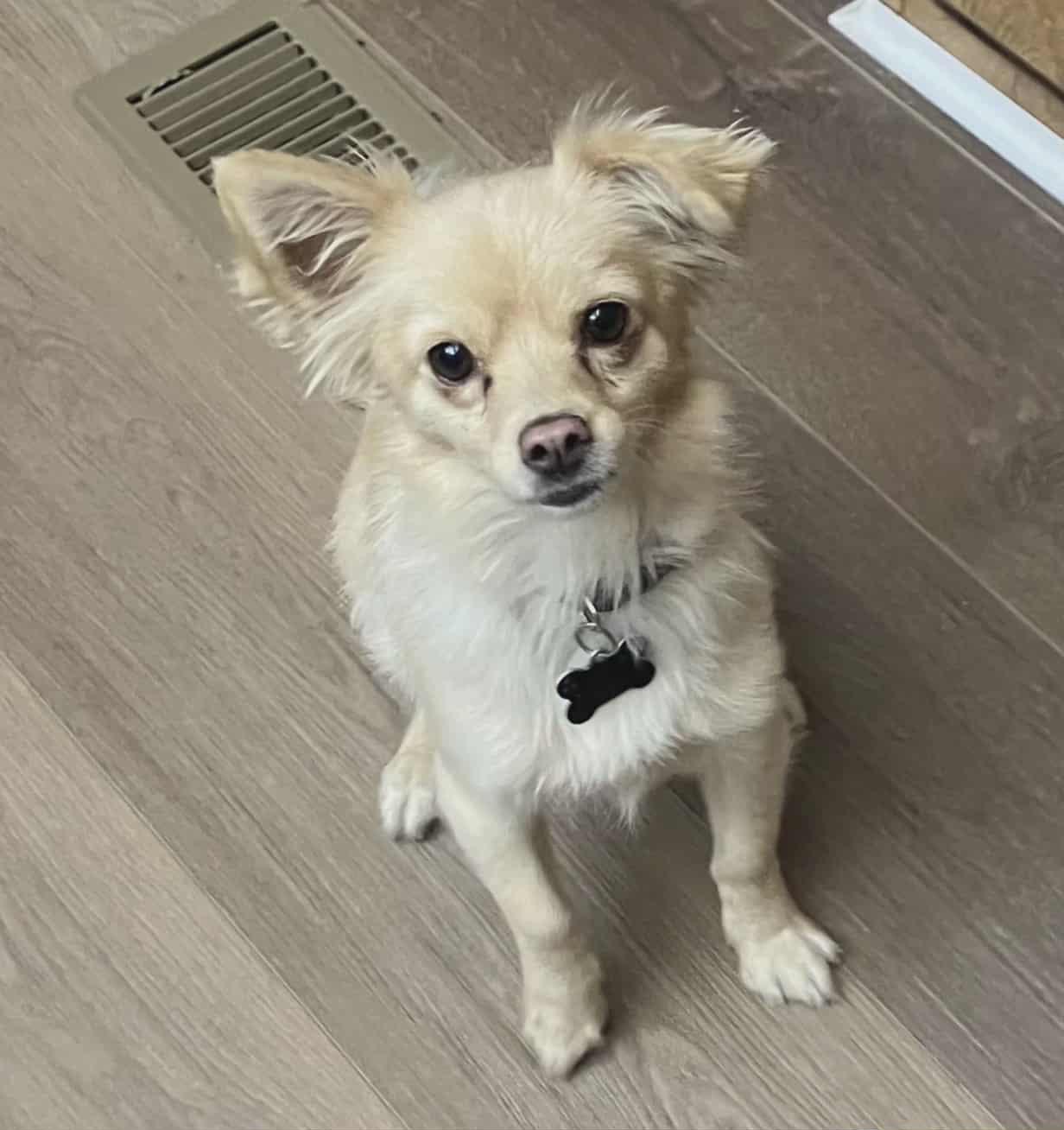 Enlarge Oso, a Adopted mixed breed in Seattle, WA image 6/6