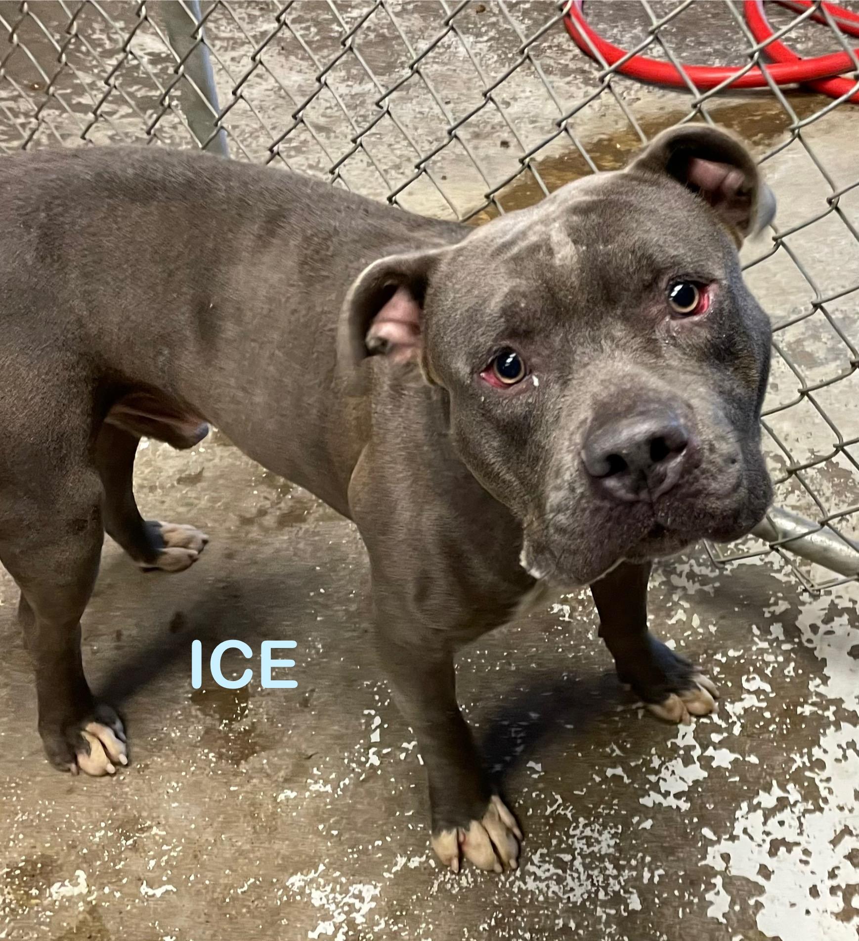 Ice Hold