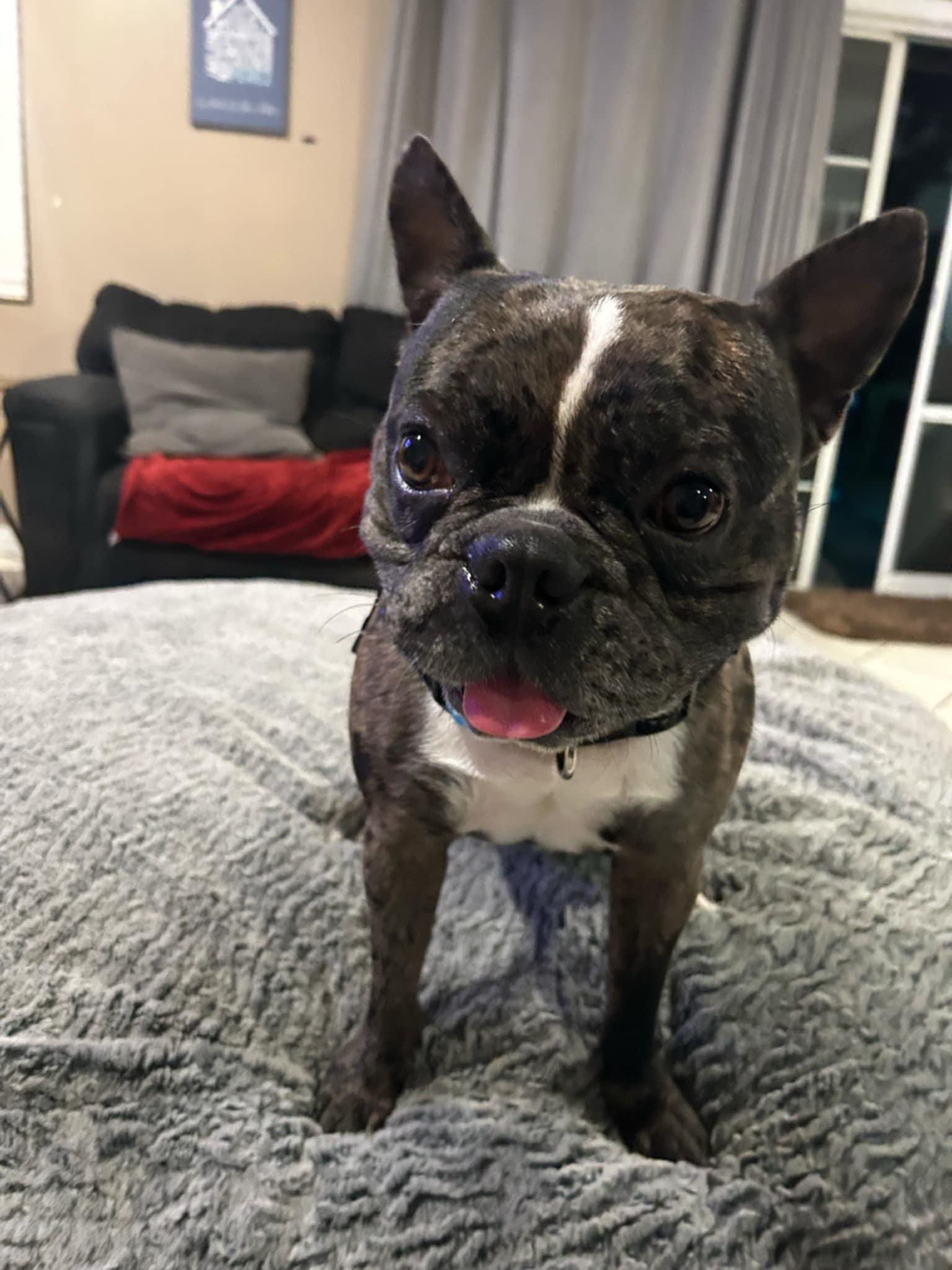 Bob, Adopted, Young Male French Bulldog.