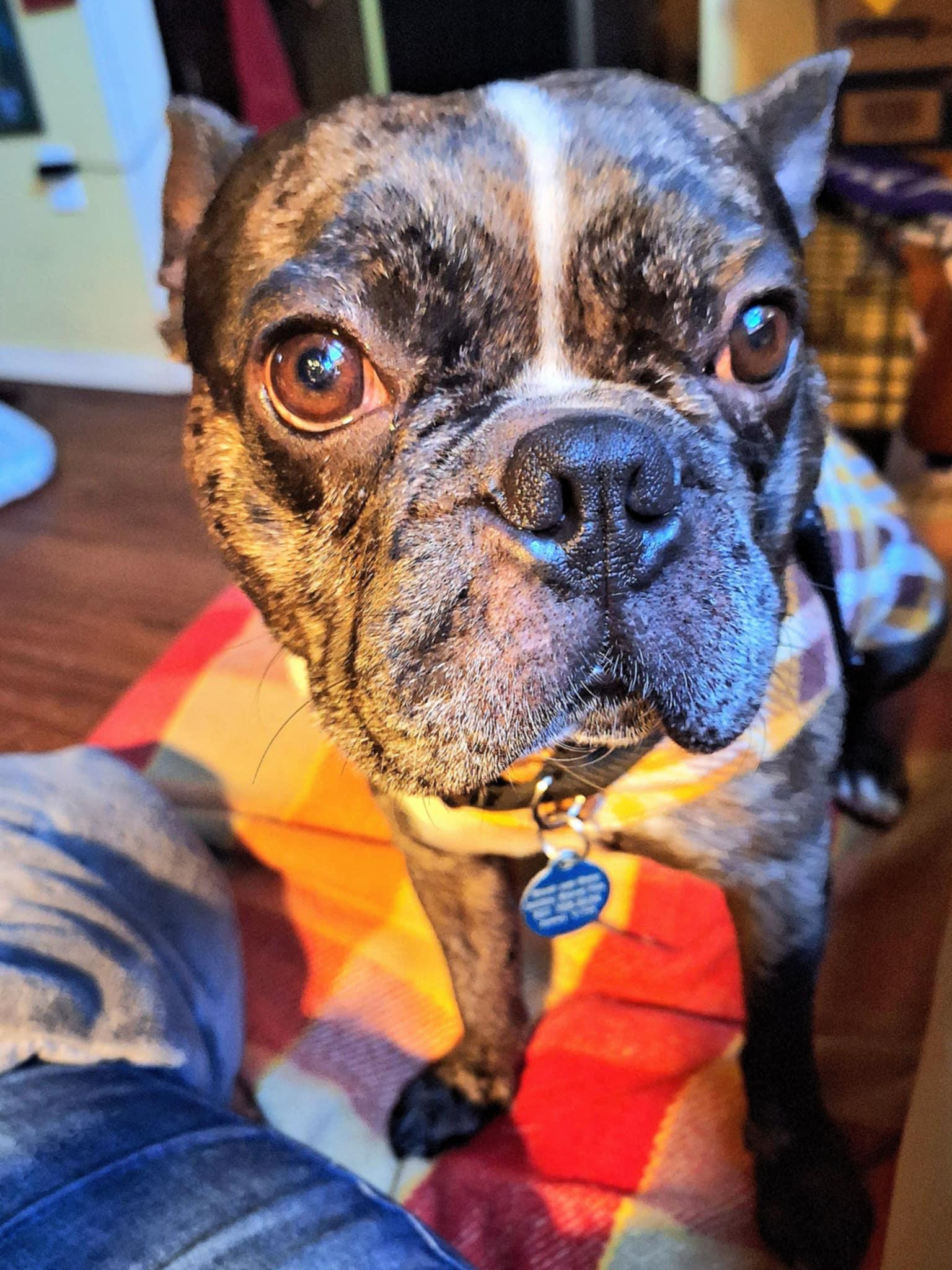 Enlarge Bob, a Adopted French Bulldog in Covina, CA image 3/6