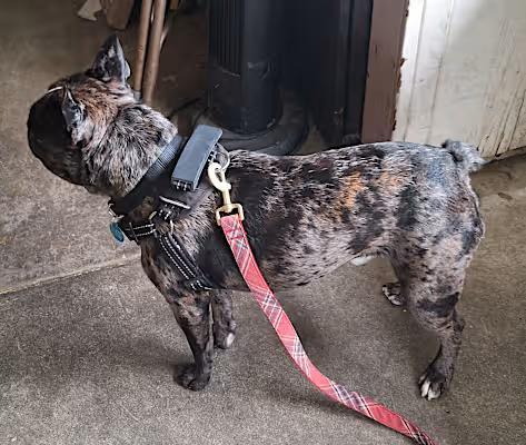 Enlarge Bob, a Adopted French Bulldog in Covina, CA image 5/6