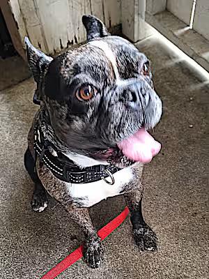 Enlarge Bob, a Adopted French Bulldog in Covina, CA image 2/6