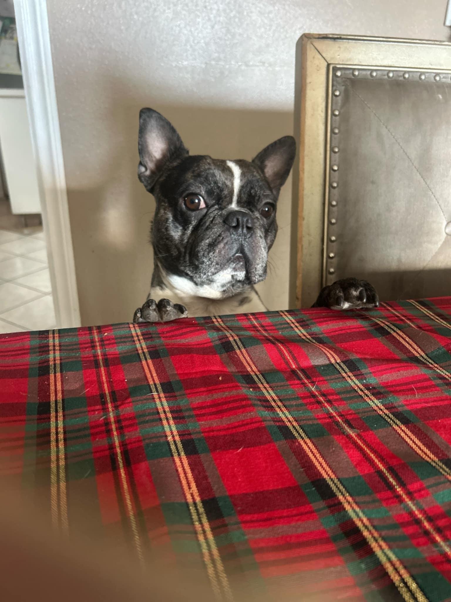 Enlarge Bob, a Adopted French Bulldog in Covina, CA image 6/6