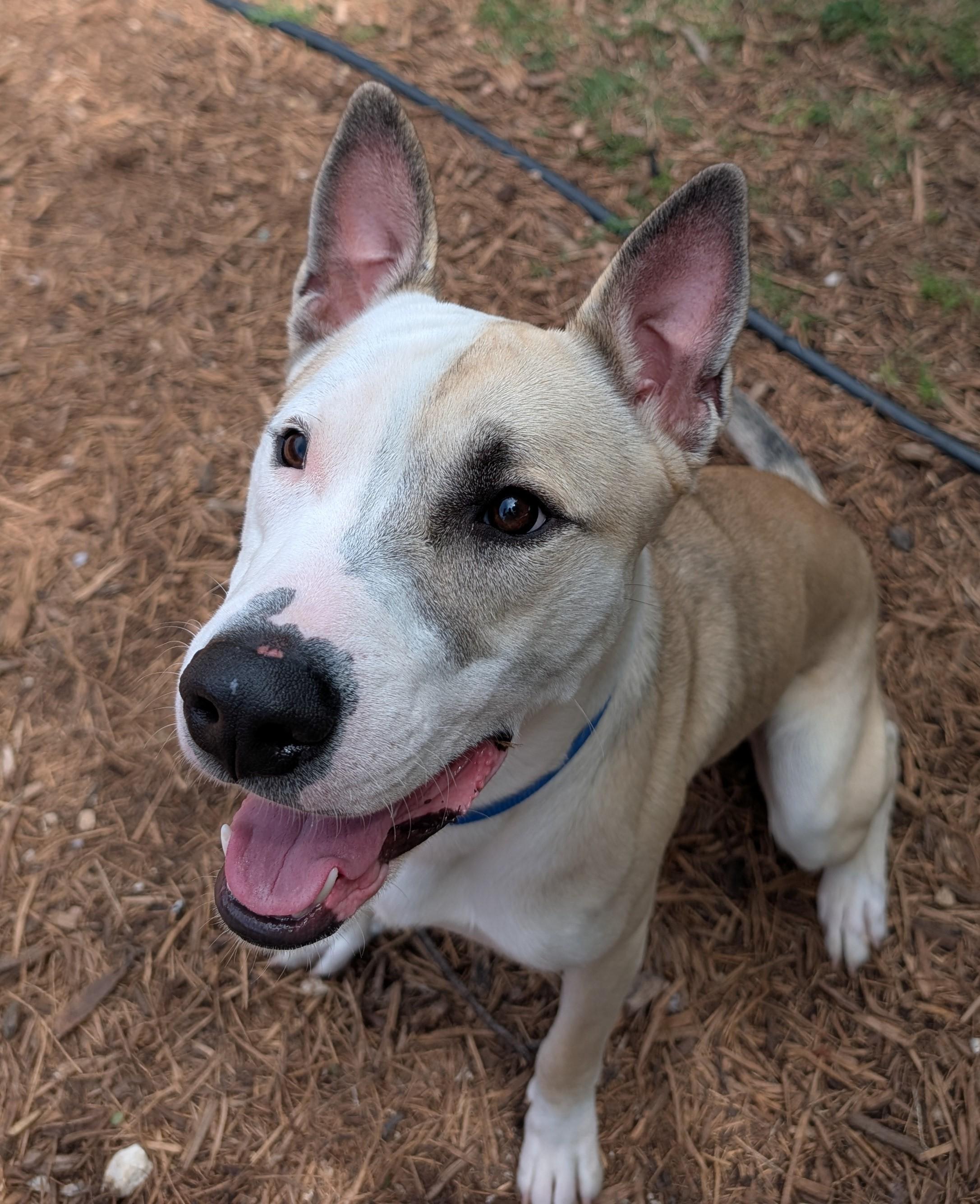 Enlarge Mario A217765 VIP, a ADOPTABLE mixed breed in Plano, TX image 2/6