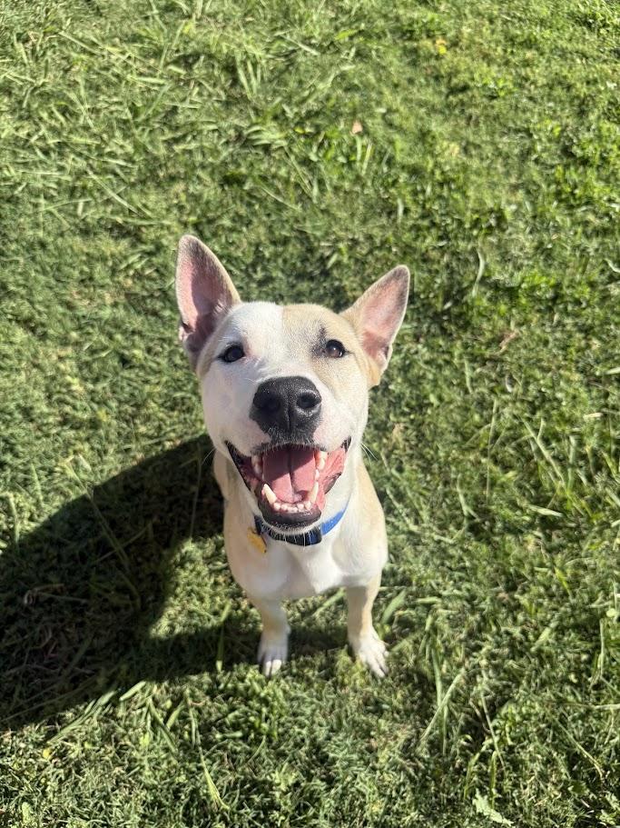 Mario A217765 VIP, ADOPTABLE, Young Male Bull Terrier & Siberian Husky.