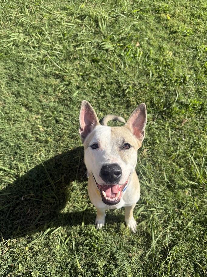 Enlarge Mario A217765 VIP, a ADOPTABLE mixed breed in Plano, TX image 6/6