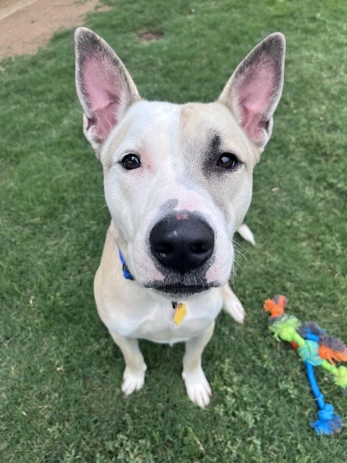 Enlarge Mario A217765 VIP, a ADOPTABLE mixed breed in Plano, TX image 3/6