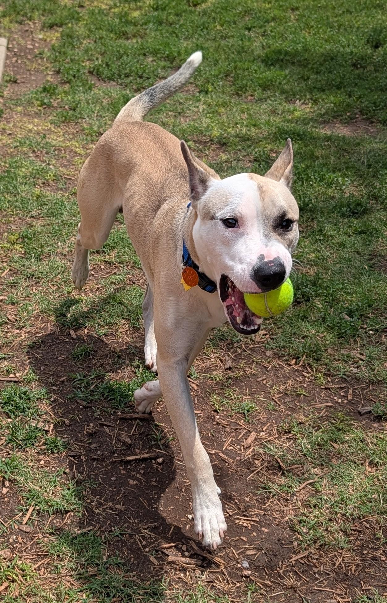 Enlarge Mario A217765 VIP, a ADOPTABLE mixed breed in Plano, TX image 4/6