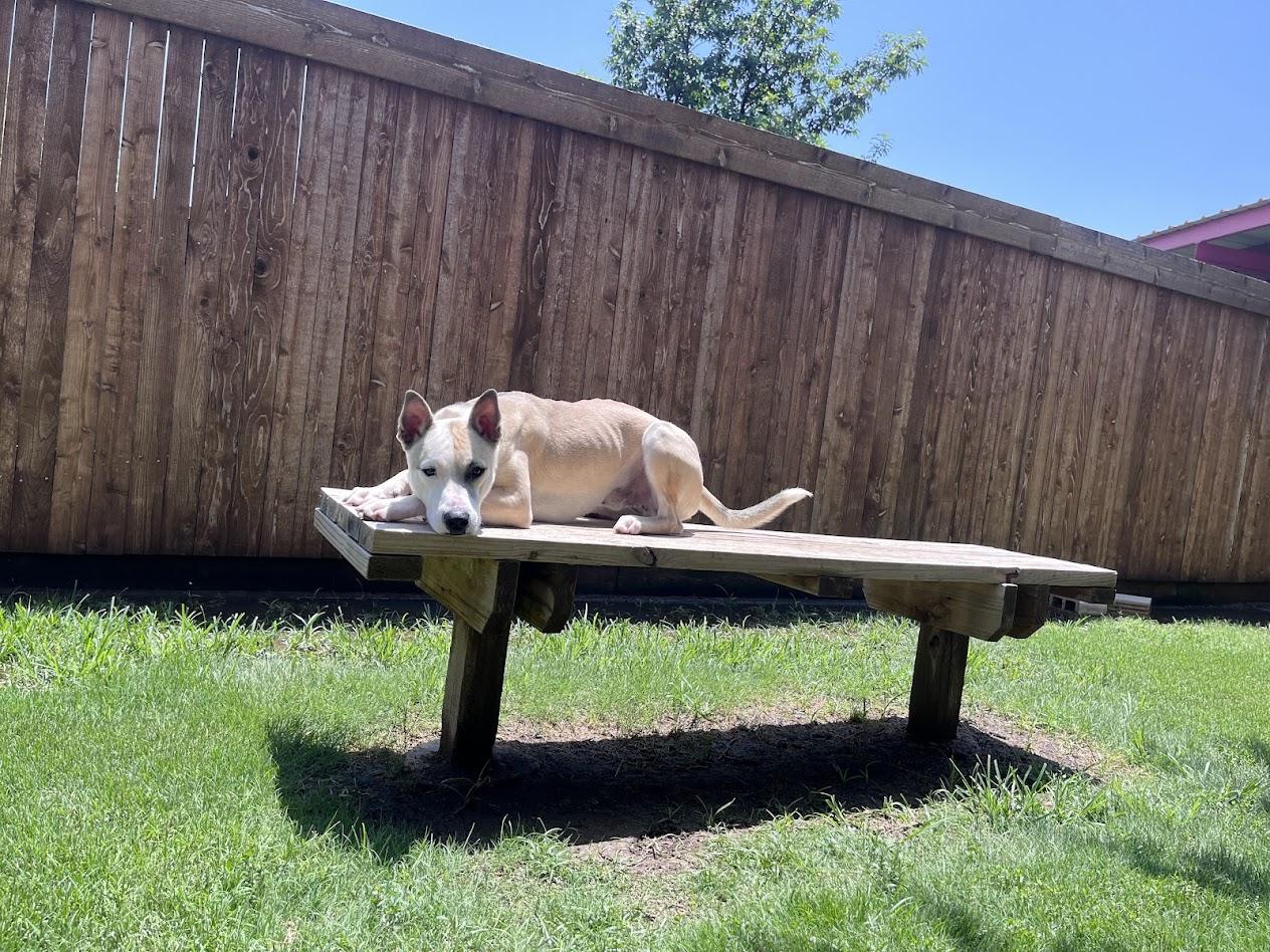 Enlarge Mario A217765 VIP, a ADOPTABLE mixed breed in Plano, TX image 5/6