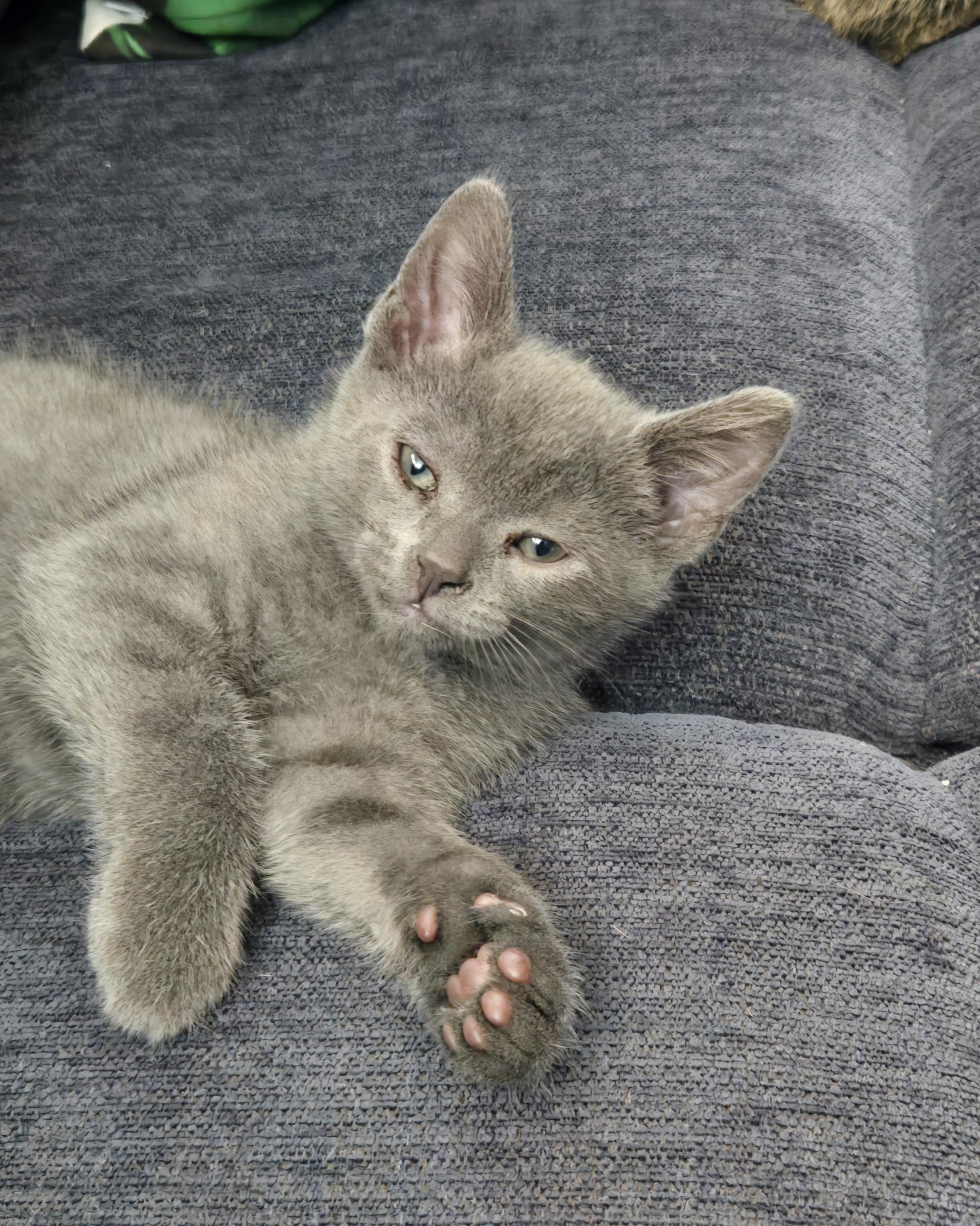 Finley, an adoptable Domestic Short Hair in North Tonawanda, NY_image-1