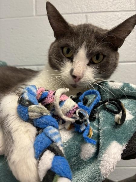 *Lumen*, Adoptable, Adult Female Domestic Short Hair.