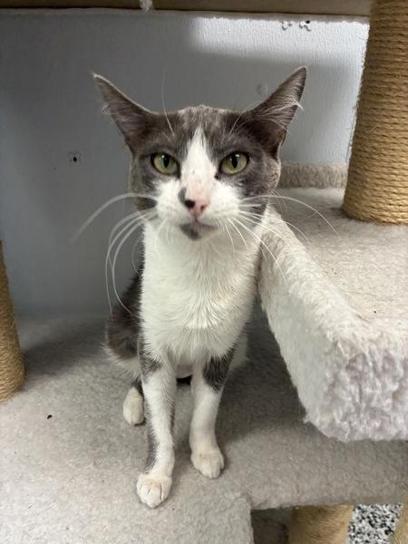 *Lumen*, a Adoptable mixed breed in Salt Lake City, UT image 2/6