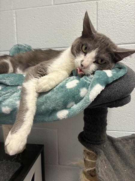 *Lumen*, a Adoptable mixed breed in Salt Lake City, UT image 3/6