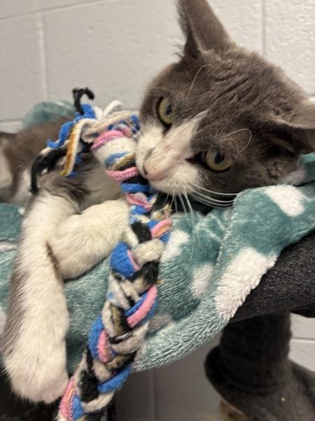 *Lumen*, a Adoptable mixed breed in Salt Lake City, UT image 4/6