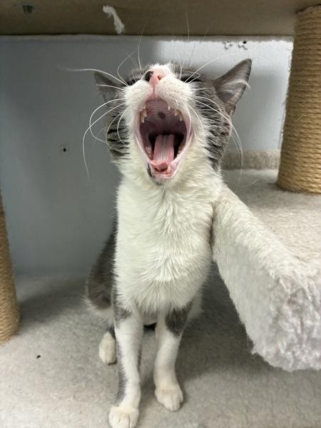 *Lumen*, a Adoptable mixed breed in Salt Lake City, UT image 5/6