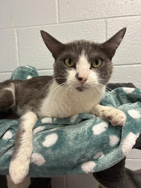 *Lumen*, a Adoptable mixed breed in Salt Lake City, UT image 6/6